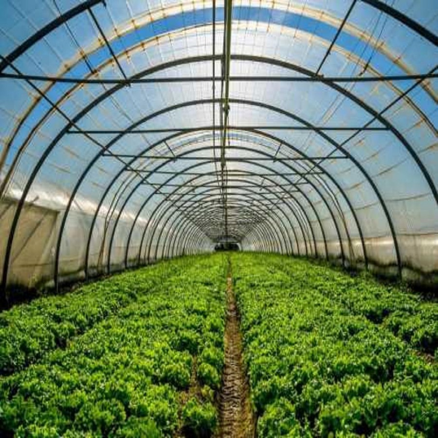 温室大棚厂家分享大棚蔬菜种植技术